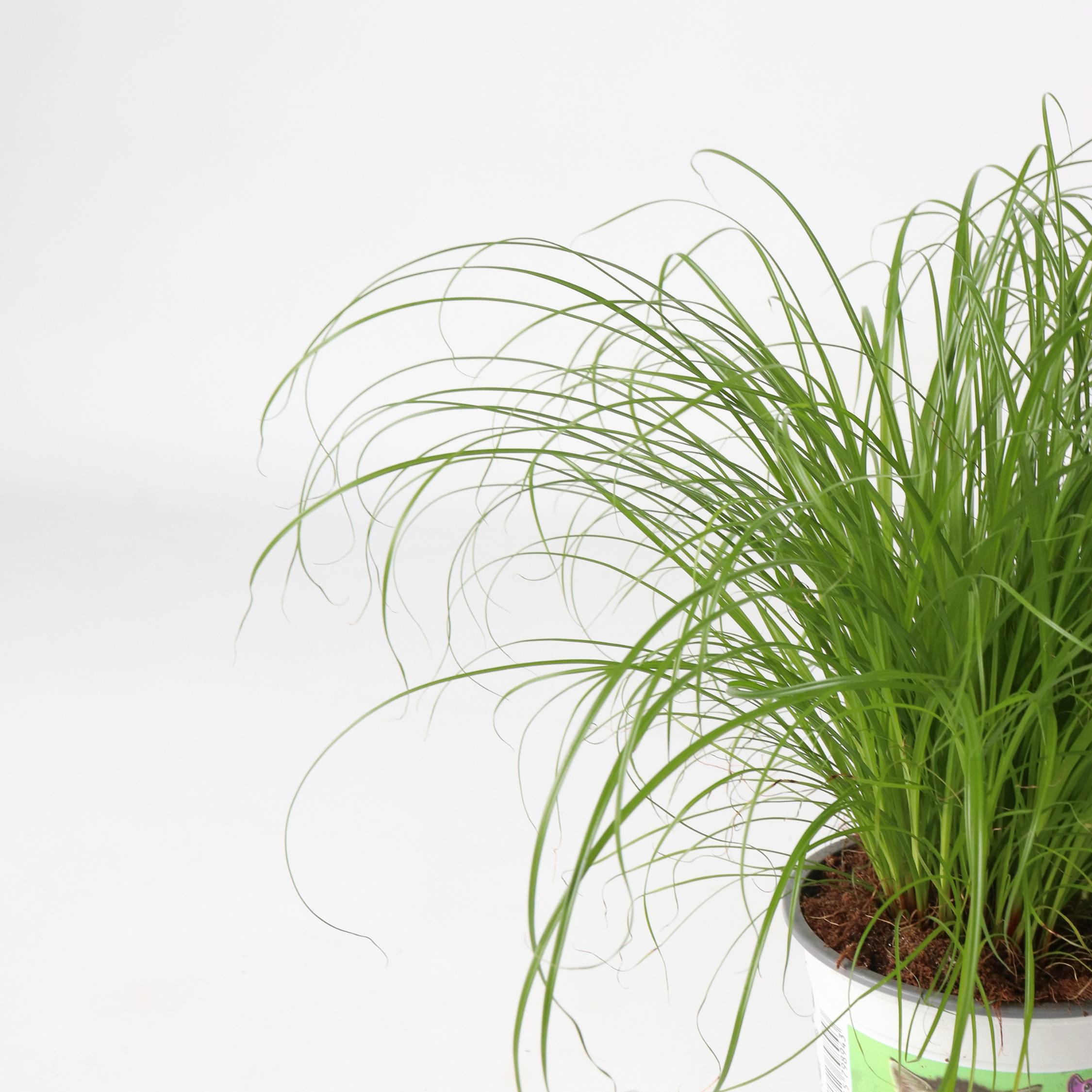 Plant In A Box - Herbe à chat - Set de 6 - Cyperus zumula - Hauteur 30-40cm - ⌀12cm - Image 4