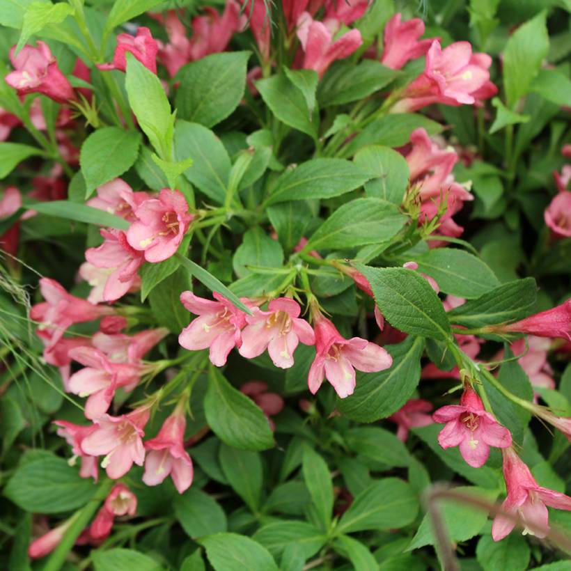 Promesse de Fleurs - Weigela florida Picobella Rosa - Weigélia nain Pot de 2L/3L - Image 1