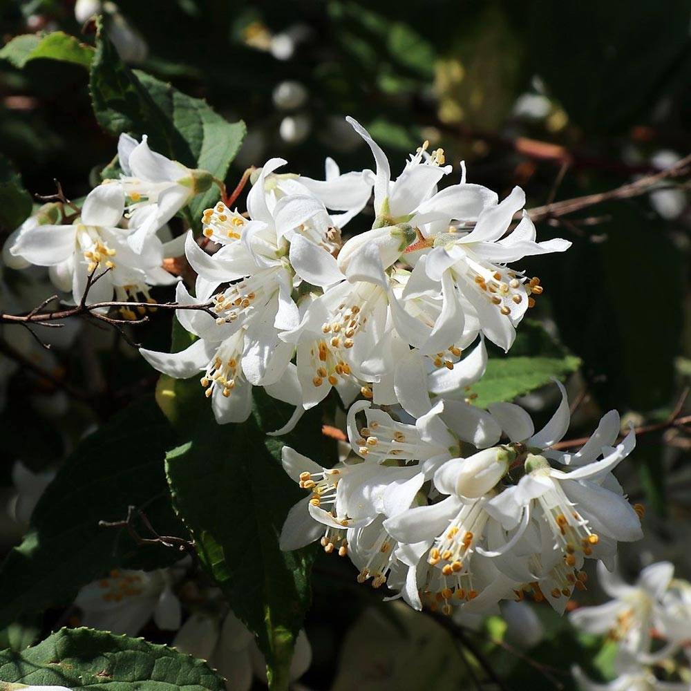 Promesse de Fleurs - Deutzia magnifica - Deutzie Pot de 2L/3L - Image 1