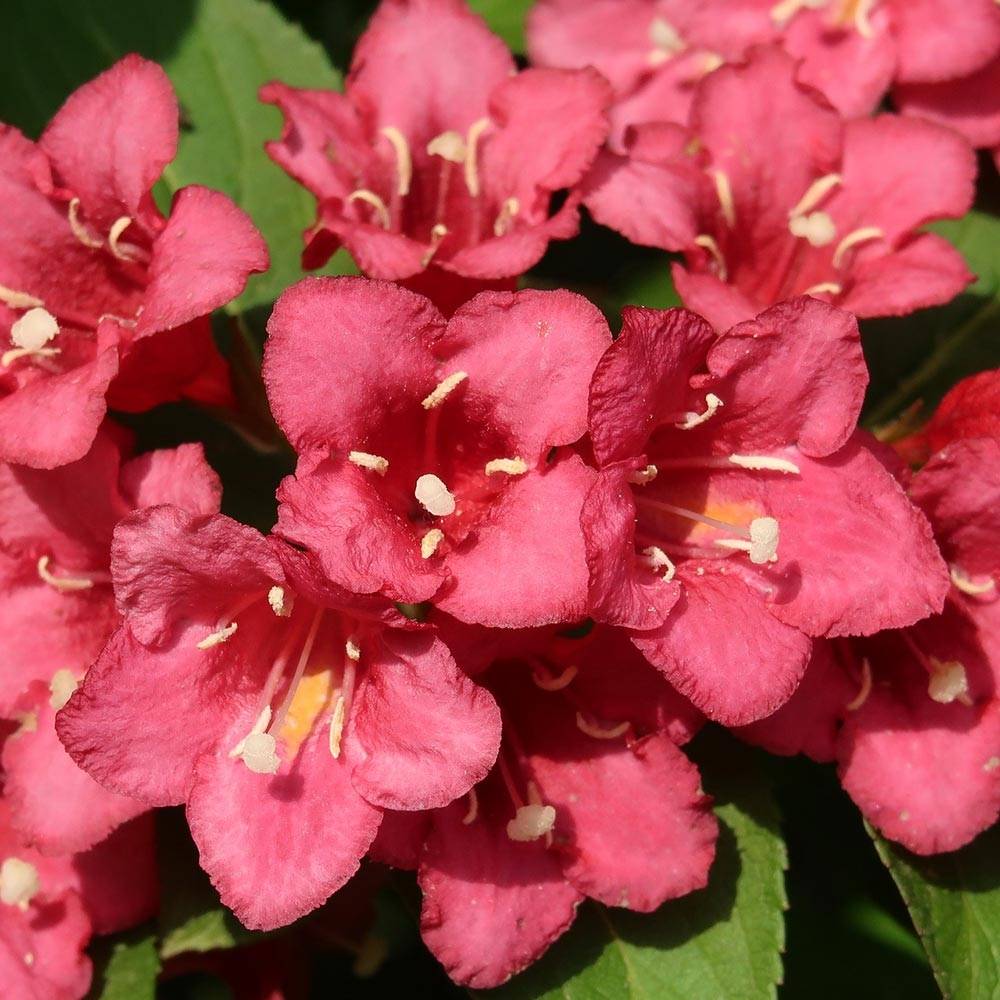 Promesse de Fleurs - Weigela hybride Eva Rathke Pot de 2L/3L - Image 1