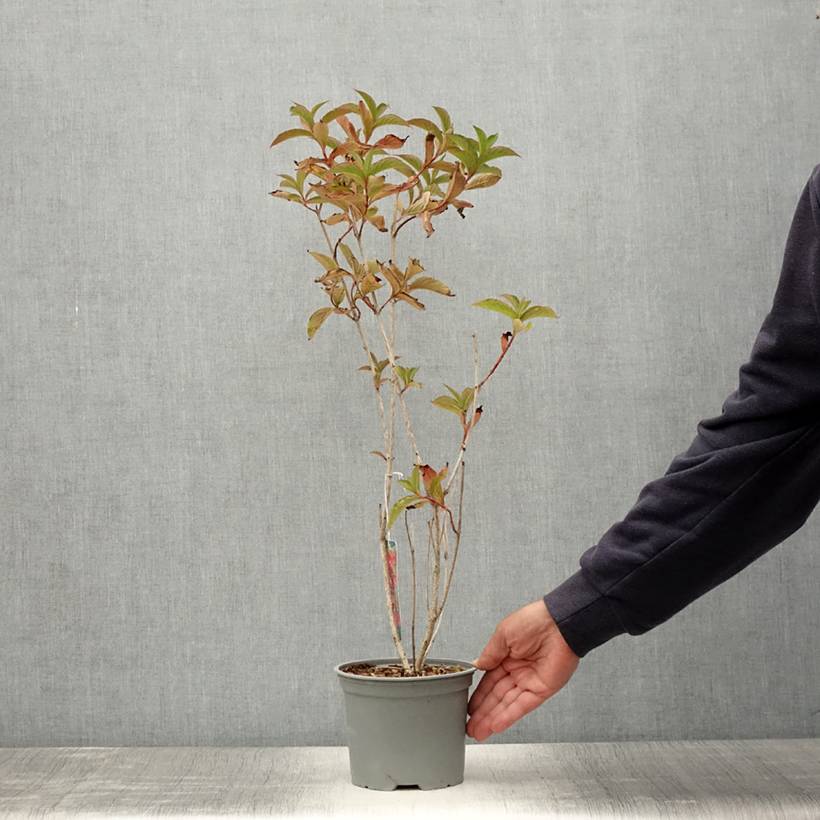 Promesse de Fleurs - Weigela hybride Eva Rathke Pot de 2L/3L - Image 2