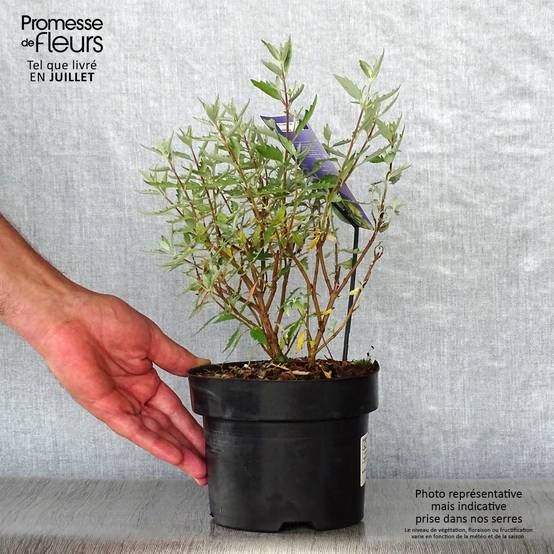 Promesse de Fleurs - Caryopteris clandonensis Sterling Silver - Spirée bleue Pot de 2L/3L - Image 2