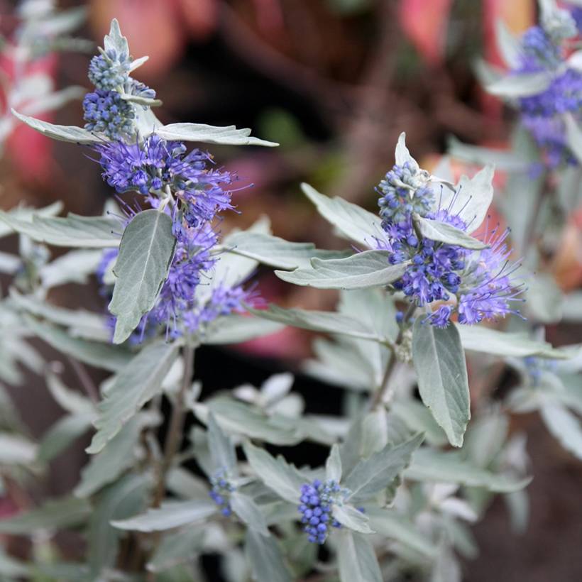 Promesse de Fleurs - Caryopteris clandonensis Sterling Silver - Spirée bleue Pot de 2L/3L - Image 1