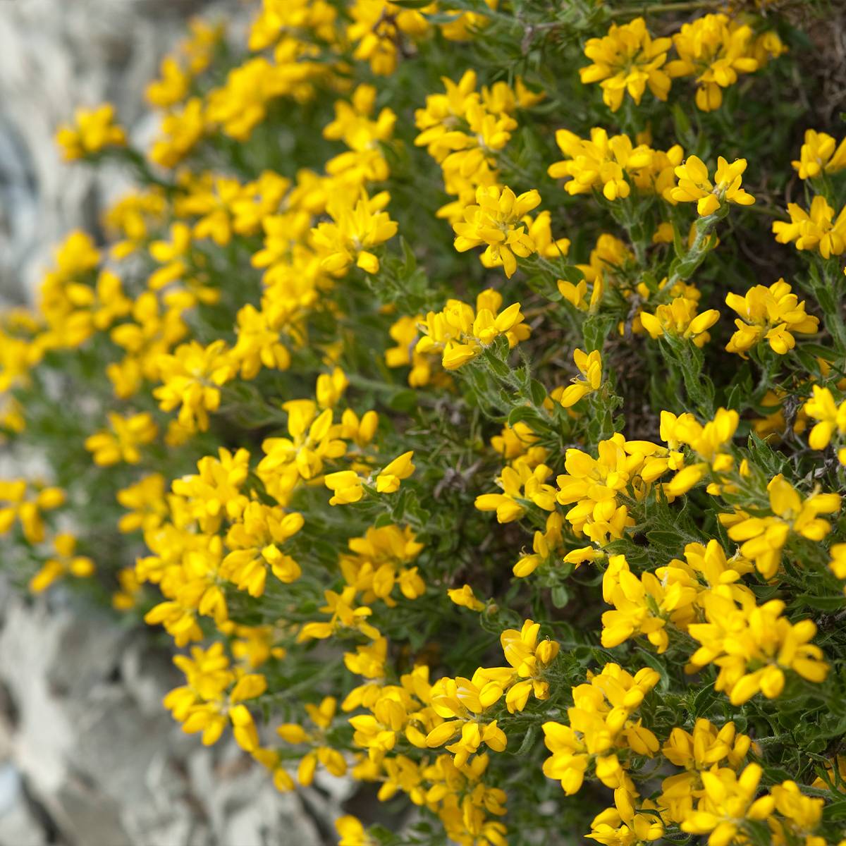 Promesse de Fleurs - Genêt d'Espagne - Genista hispanica Pot de 2L/3L