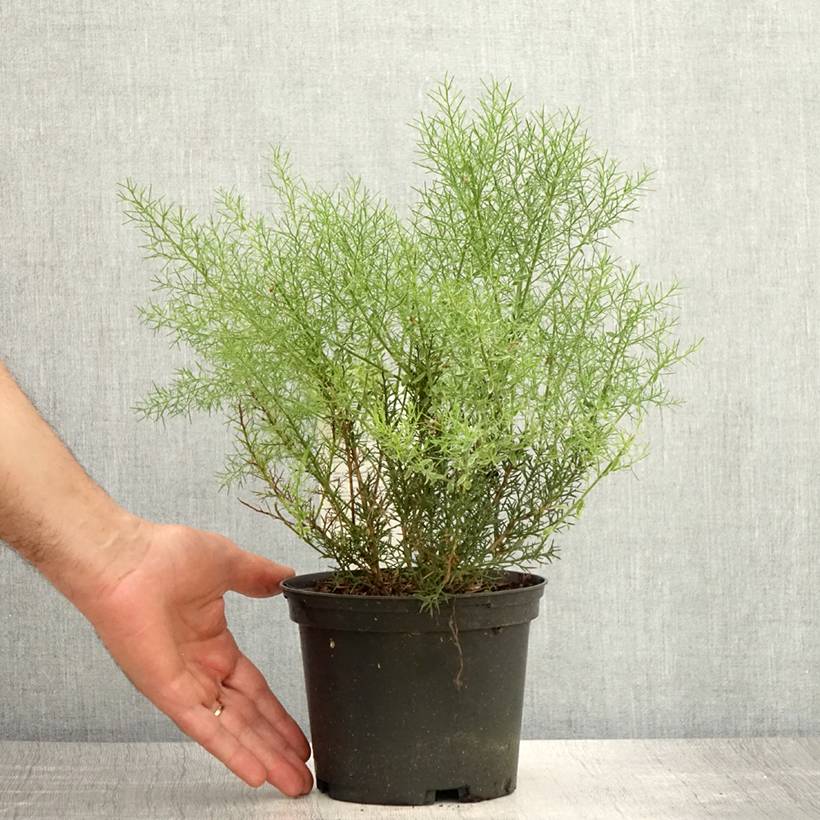 Promesse de Fleurs - Genêt d'Espagne - Genista hispanica Pot de 2L/3L - Image 2