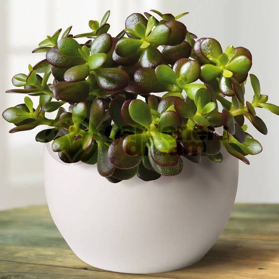 Gardenersdream - Arbre De Jade - Crassula Ovata - 1 Plante D'Intérieur Ornementale Pour Maison Ou Bureau - GardenersDream - Image 2