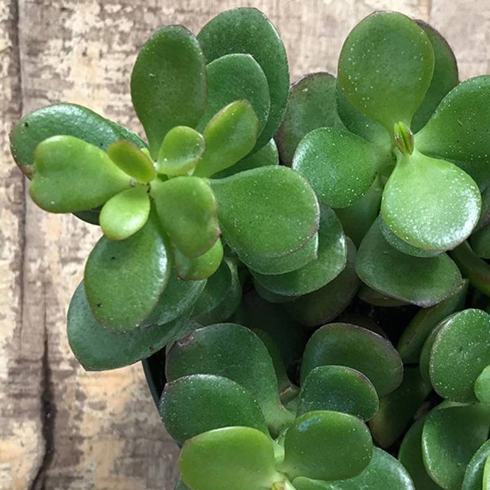 Gardenersdream - Arbre De Jade - Crassula Ovata - 1 Plante D'Intérieur Ornementale Pour Maison Ou Bureau - GardenersDream - Image 3