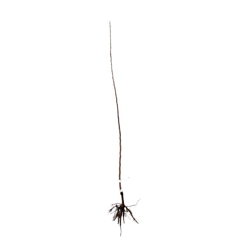 Kaki 'Muscat' (Diospyros kaki 'Muscat') - Scion de 80 à 100cm - Pépinières Naudet - Image 3