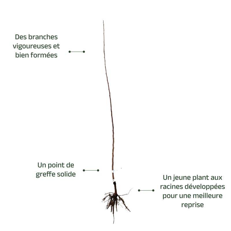 Kaki 'Muscat' (Diospyros kaki 'Muscat') - Scion de 80 à 100cm - Pépinières Naudet - Image 4
