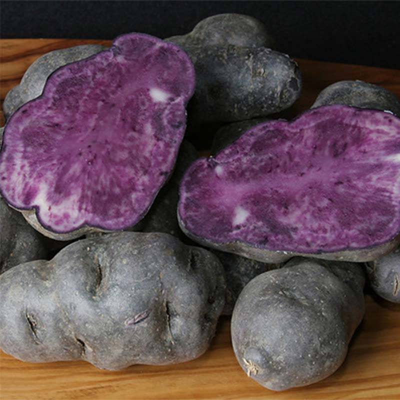 Pommes de terre Vitelotte - Solanum tuberosum Sac de 25 plants calibre 25/32 mm