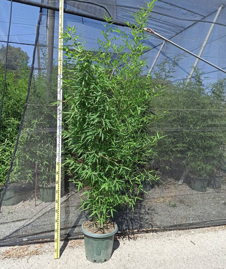 0 - Phyllostachys aurea (bambou doré) Pot de 15L 190/210cm - Image 3