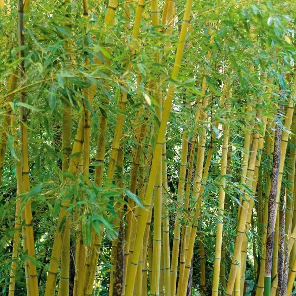 0 - Phyllostachys aurea (bambou doré) Pot de 15L 190/210cm - Image 1