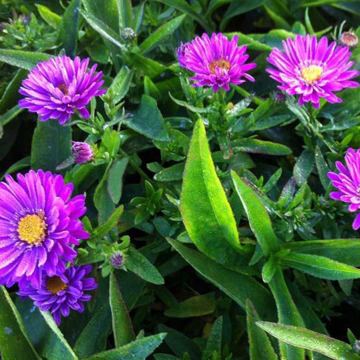 Aster dumosus Starlight - Aster nain d'automne Pot de 2L/3L