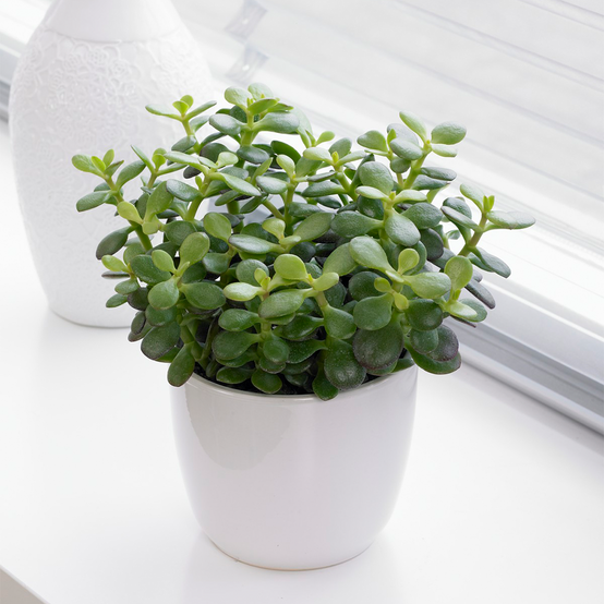 Gardenersdream - Plante D'Intérieur Crassula Minor - Plante Vivante D'Intérieur Décorative "Arbre De Jade" Pot De 12 Cm - GardenersDream - Image 1