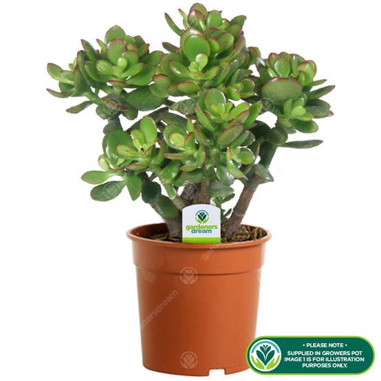 Gardenersdream - Plante D'Intérieur Crassula Minor - Plante Vivante D'Intérieur Décorative "Arbre De Jade" Pot De 12 Cm - GardenersDream - Image 2