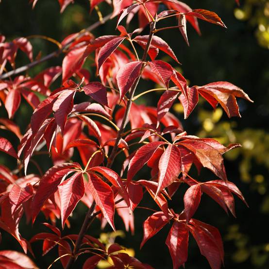 Aesculus glabra October Red - Marronnier de l'Ohio Pot de 20L/25L, Tige - Image 1