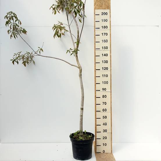 Aesculus glabra October Red - Marronnier de l'Ohio Pot de 20L/25L, Tige - Image 2