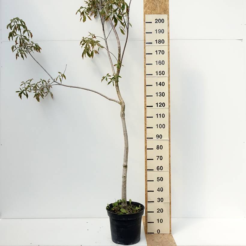 Aesculus glabra October Red - Marronnier de l'Ohio Pot de 20L/25L, Tige - Image 2