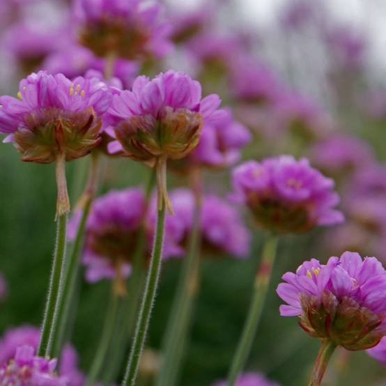 Gazon d'Espagne - Armeria maritima Splendens Godet de 8/9 cm