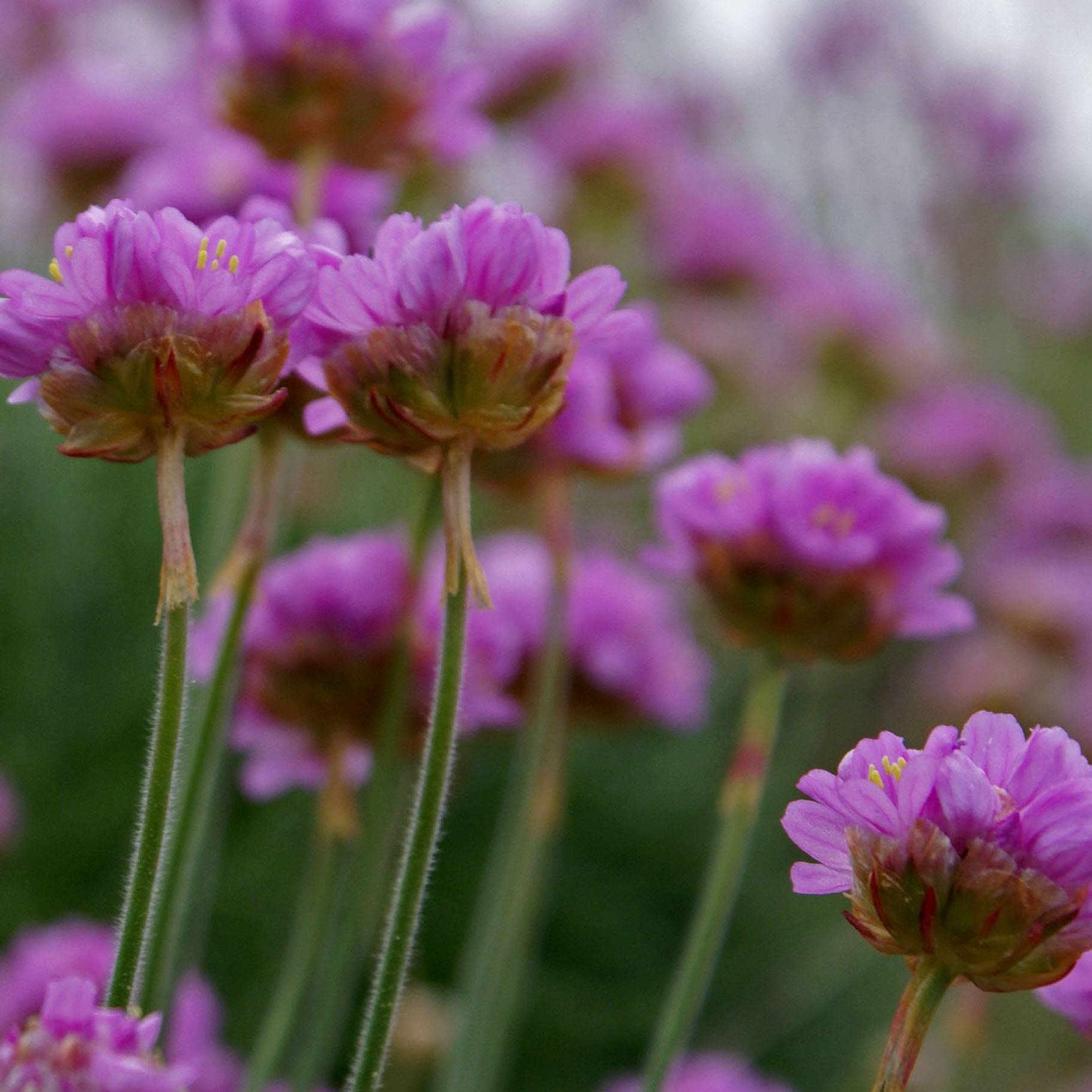 Gazon d'Espagne - Armeria maritima Splendens Godet de 8/9 cm