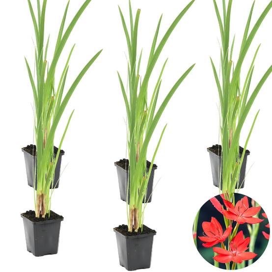 Lot de 6 - Schizostylis Coccinea - Lys des Cafres rouge - Glaïeul des marais - H. 10-20 cm - P. 9 cm - Image 1