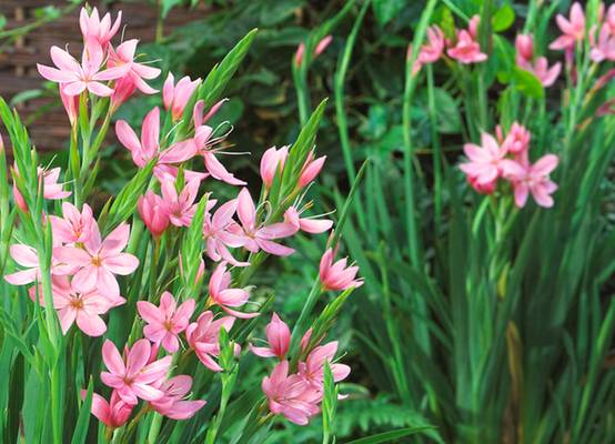 Lot de 6 - Schizostylis Coccinea - Lys des Cafres rouge - Glaïeul des marais - H. 10-20 cm - P. 9 cm - Image 2