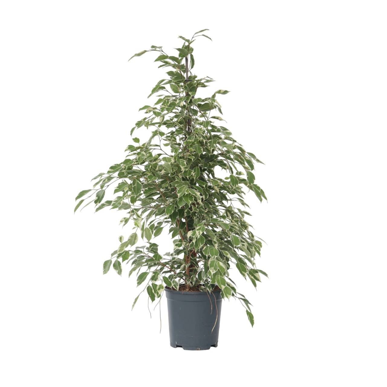 Plant In A Box - Ficus pleureur - Ficus Benjamina 'Twilight' - Hauteur 100-110cm - ⌀21cm - Image 1