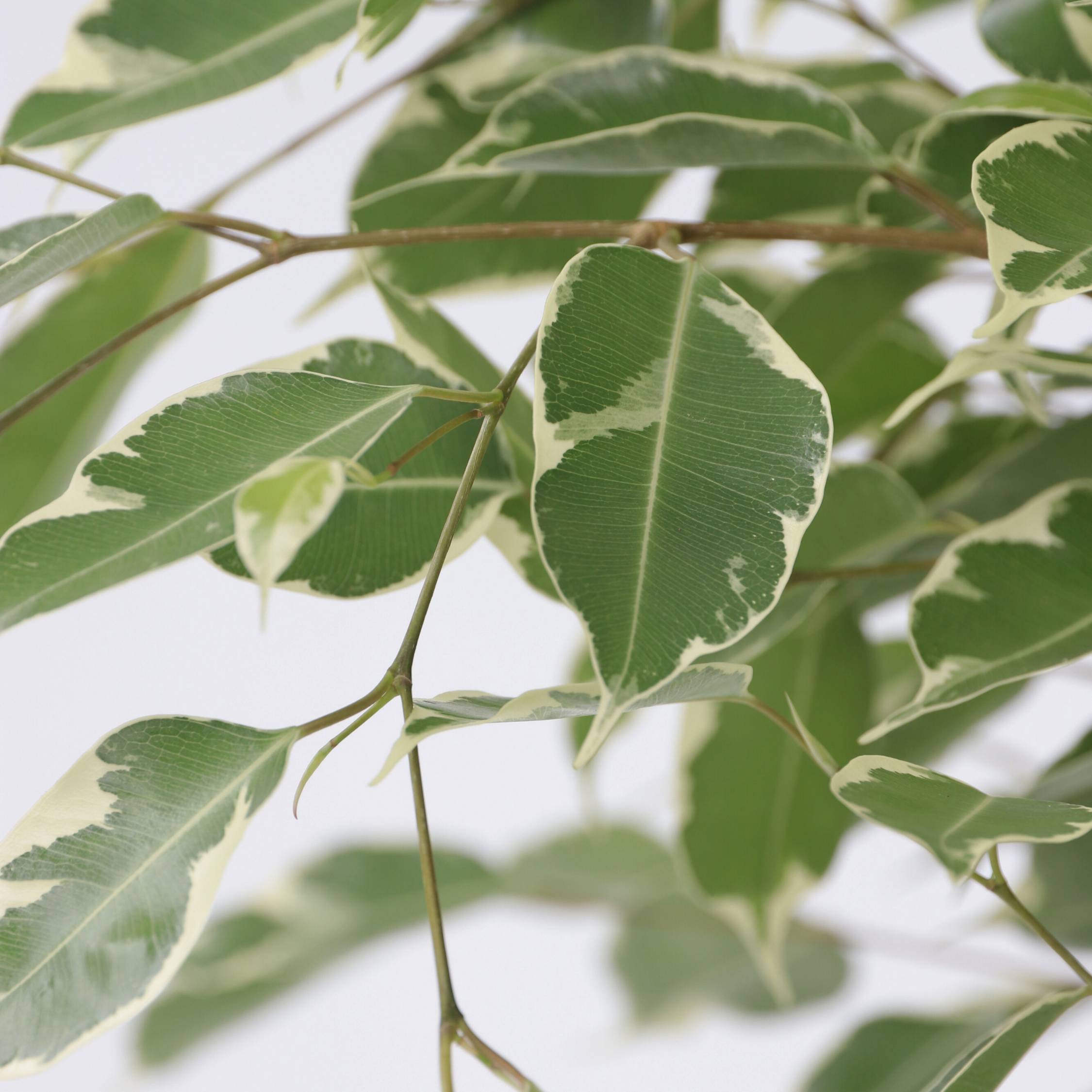 Plant In A Box - Ficus pleureur - Ficus Benjamina 'Twilight' - Hauteur 100-110cm - ⌀21cm - Image 4