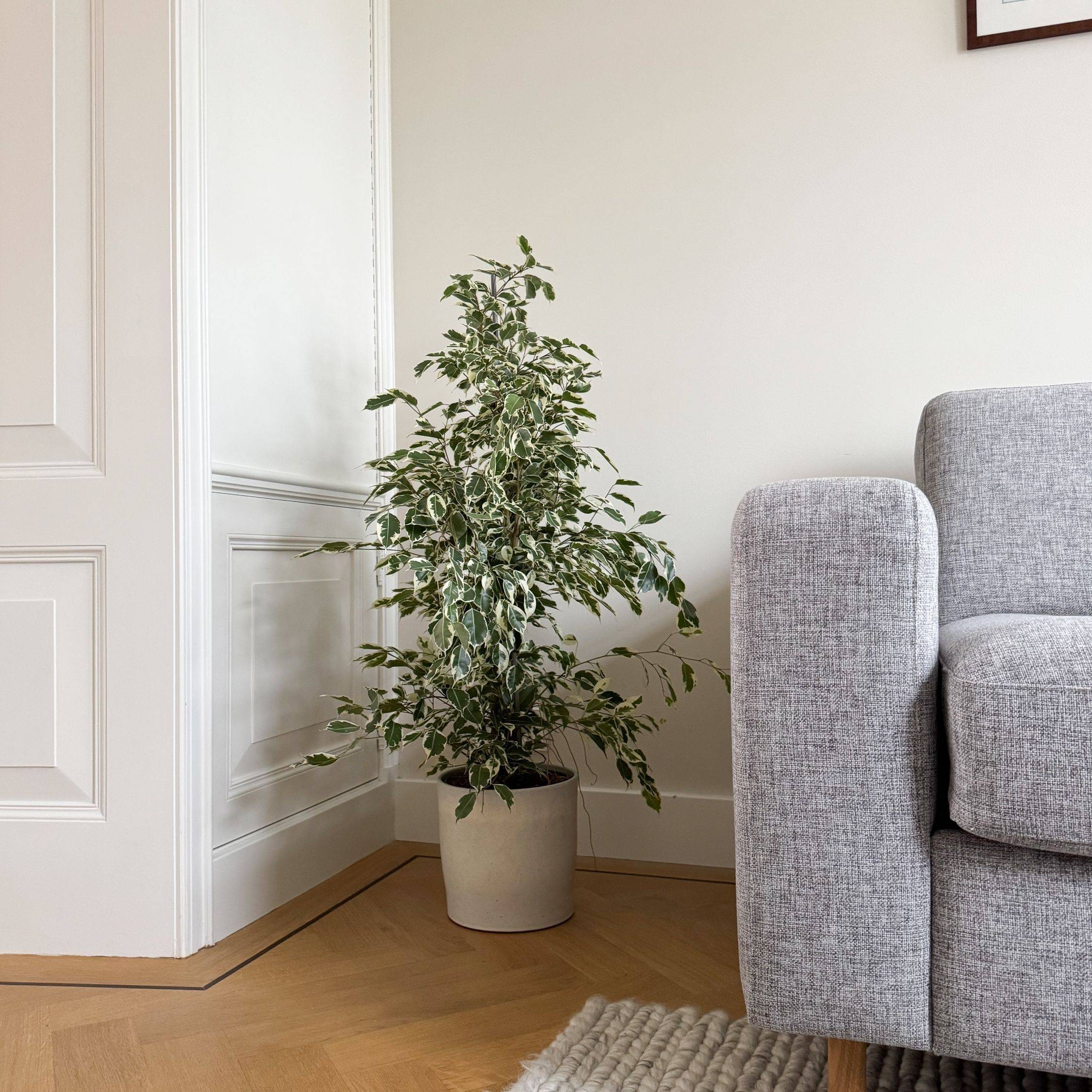 Plant In A Box - Ficus pleureur - Ficus Benjamina 'Twilight' - Hauteur 100-110cm - ⌀21cm - Image 2