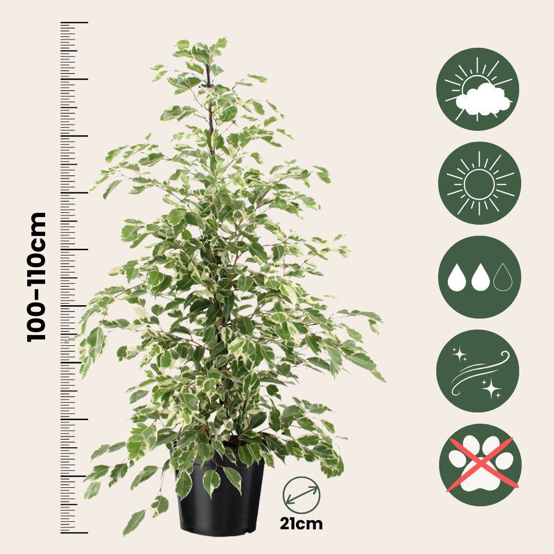 GardenersDream Ficus Benjamina Panaché Kinky - Figuier Pleureur Plante D'Intérieur Pot 14 Cm