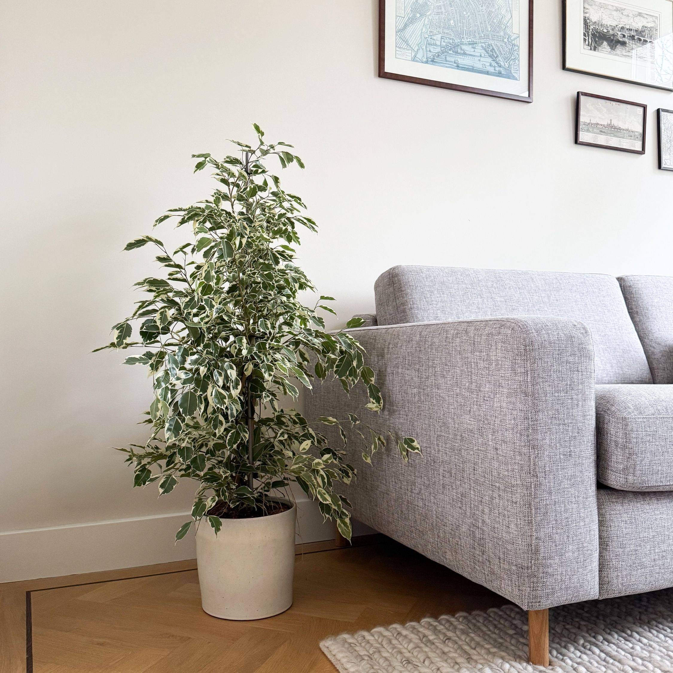 Plant In A Box - Ficus pleureur - Ficus Benjamina 'Twilight' - Hauteur 100-110cm - ⌀21cm - Image 3