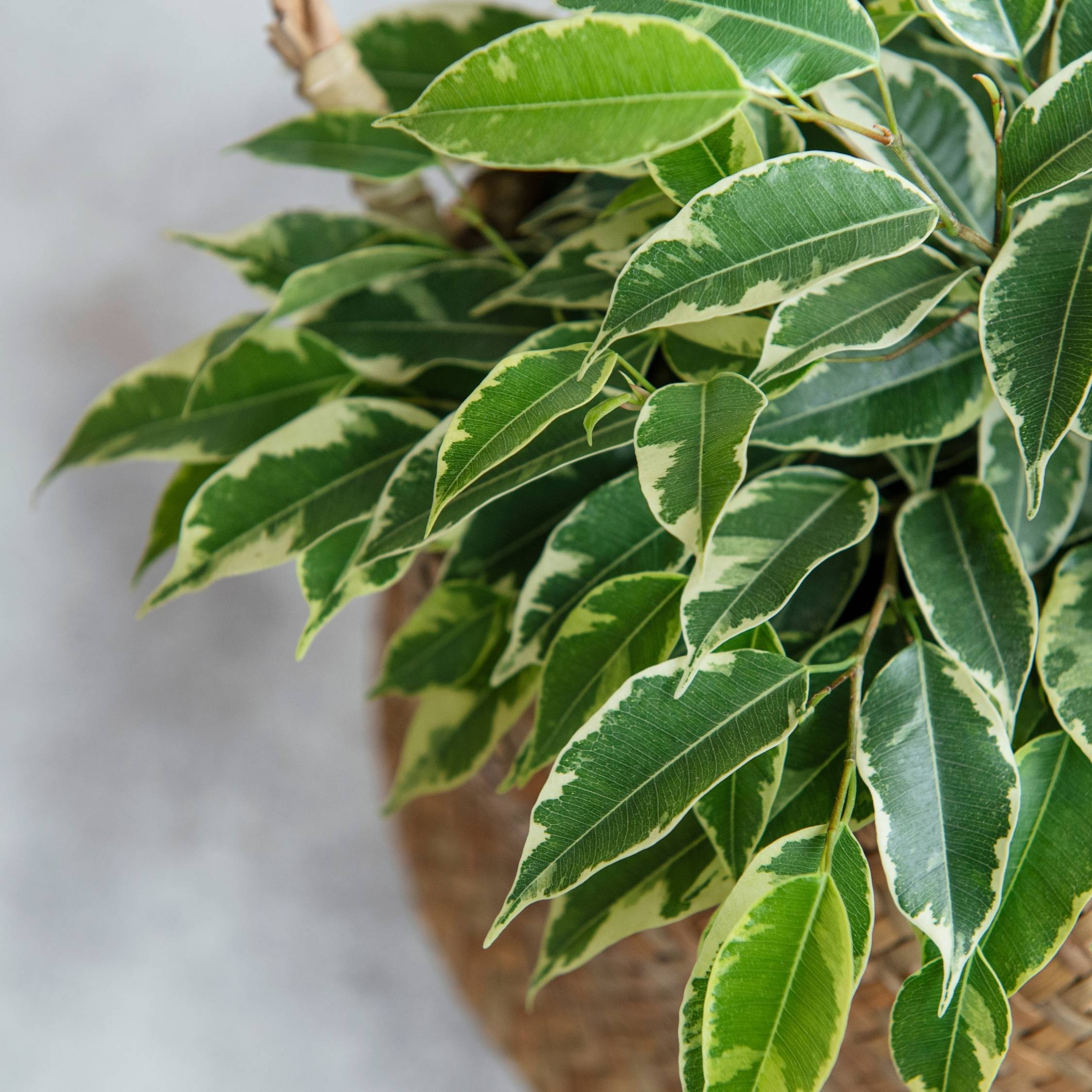 Plant In A Box - Ficus pleureur - Ficus Benjamina 'Twilight' - Hauteur 100-110cm - ⌀21cm - Image 5