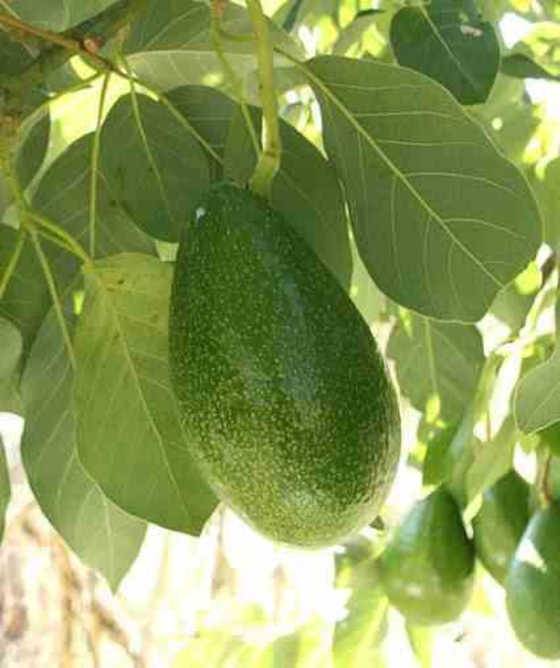 0 - Avocatier : Persea americana var. Bacon (De greffe) Pot de 7 litres - 60/80 cm - Image 1