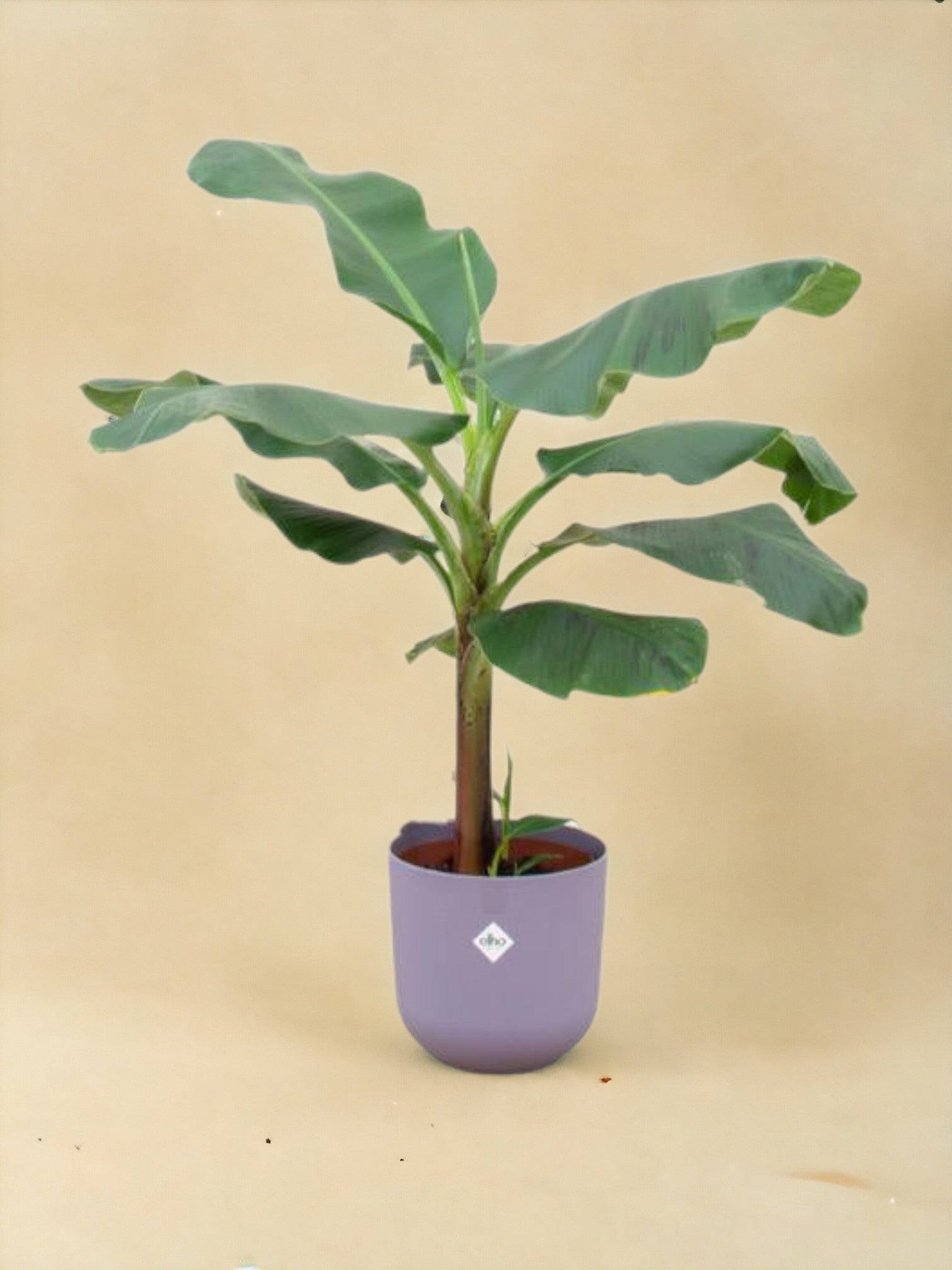 Bananier Musa 100cm et son pot- La Green Touch Bleu 23cm - Hauteur 100cm
