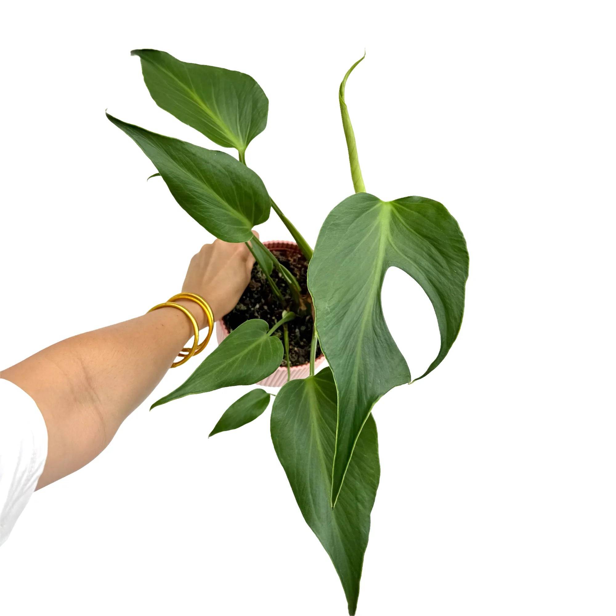 Monstera Burle Marx Flame - Pot de 6cm - Plantes d'intérieur - Image 5