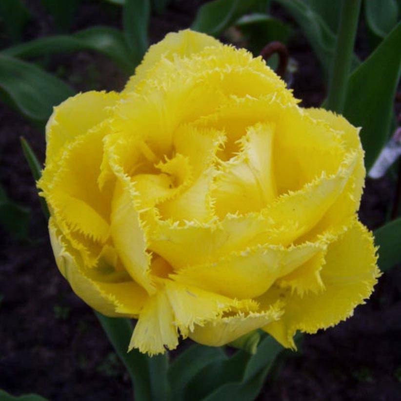 Promesse de Fleurs - Tulipe dentelée double Exotic Sun Bulbe calibre 11+ (par 10)