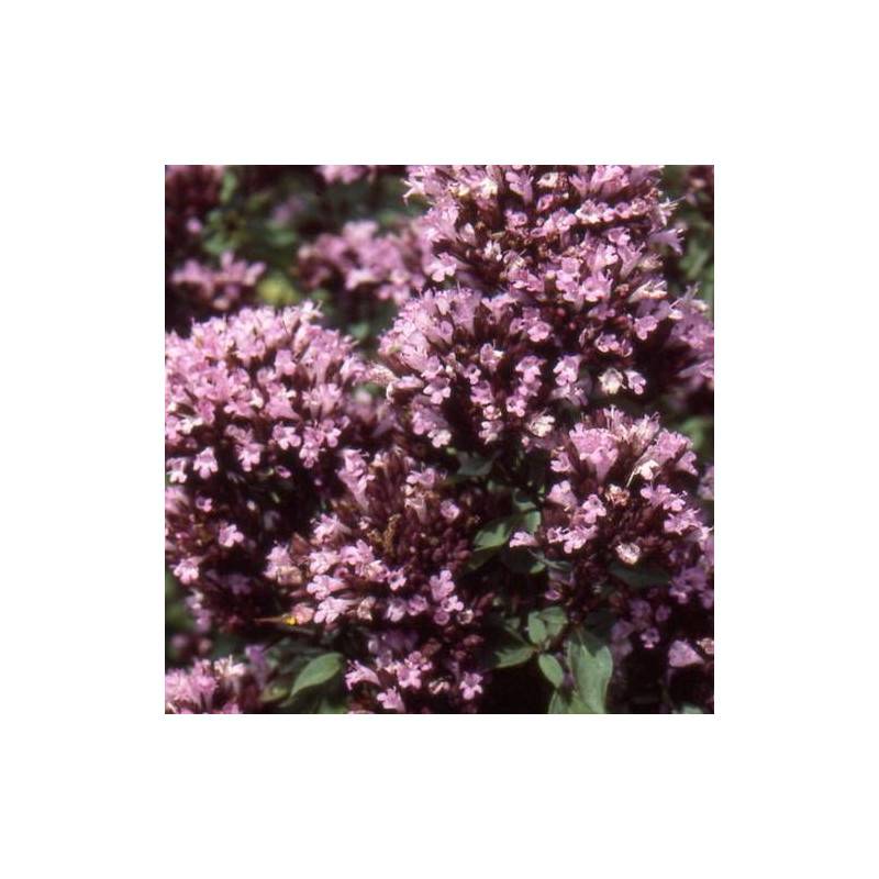 Origan Herrenhausen à fleurs Rose - feuillage Caduc - Godet - 5/20 cm-  hauteur à maturité De 0,15 m à 0,50 m