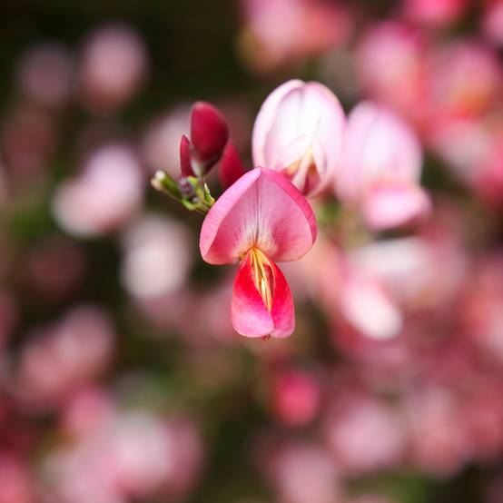 Promesse de Fleurs - Genêt - Cytisus Hollandia Pot de 2L/3L - Image 1