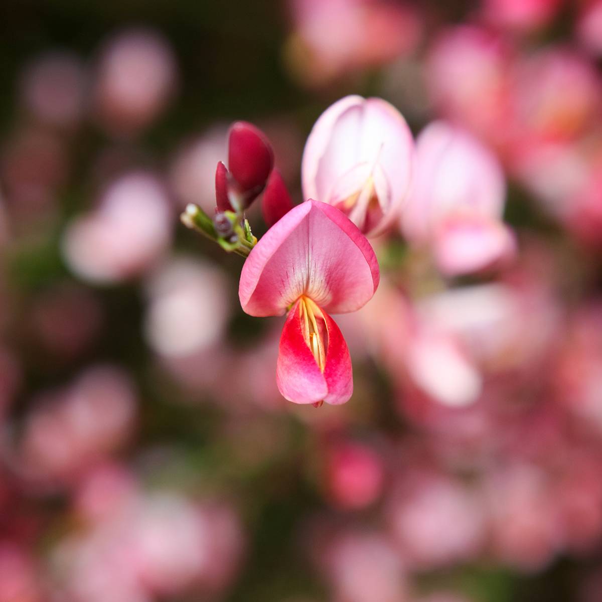 Promesse de Fleurs - Genêt - Cytisus Hollandia Pot de 2L/3L - Image 1