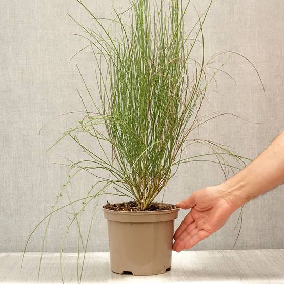 Promesse de Fleurs - Genêt - Cytisus Hollandia Pot de 2L/3L - Image 2