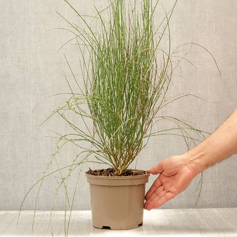 Promesse de Fleurs - Genêt - Cytisus Hollandia Pot de 2L/3L - Image 2