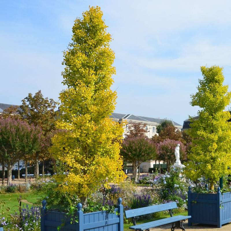 Arbre aux 40 écus Blagon®, Ginkgo - Pot de 7,5L - 60/80 cm - Image 1