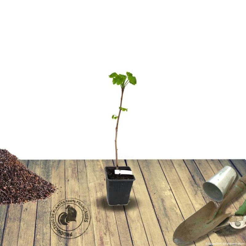 Arbre aux 40 écus Blagon®, Ginkgo - Pot de 7,5L - 60/80 cm - Image 5