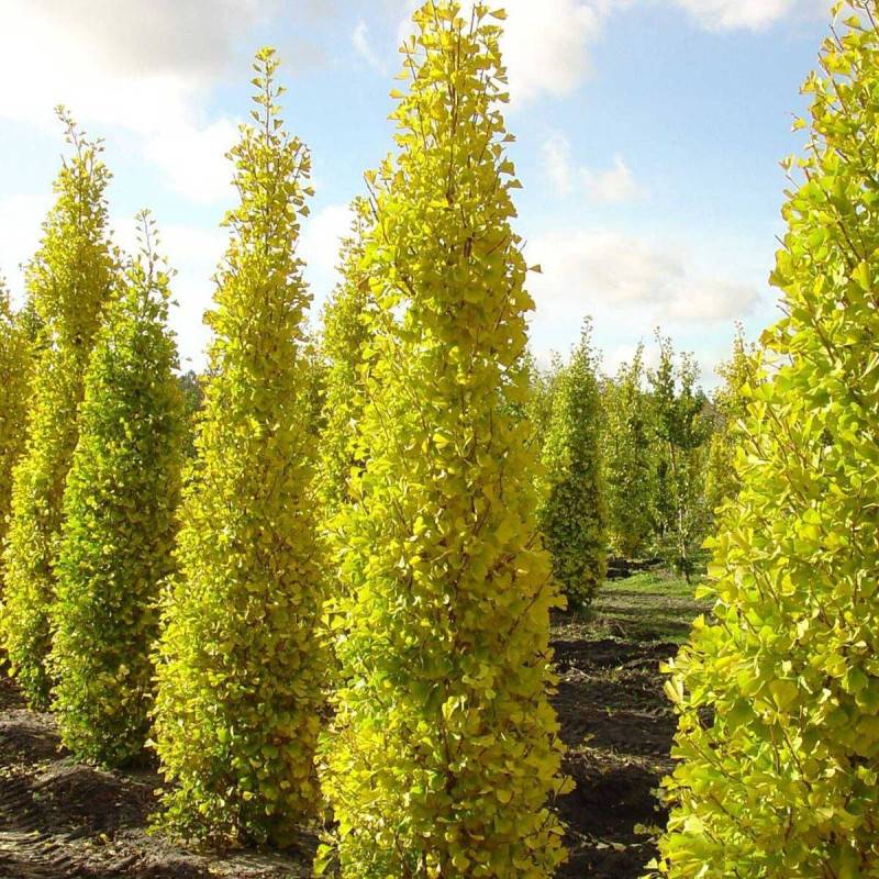 Arbre aux 40 écus Blagon®, Ginkgo - Pot de 7,5L - 60/80 cm - Image 9