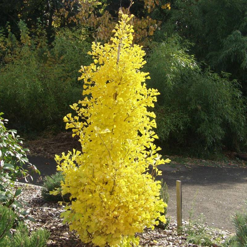 Arbre aux 40 écus Blagon®, Ginkgo - Pot de 7,5L - 60/80 cm - Image 2