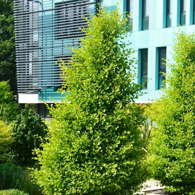 Arbre aux 40 écus Blagon®, Ginkgo - Pot de 7,5L - 60/80 cm - Image 4