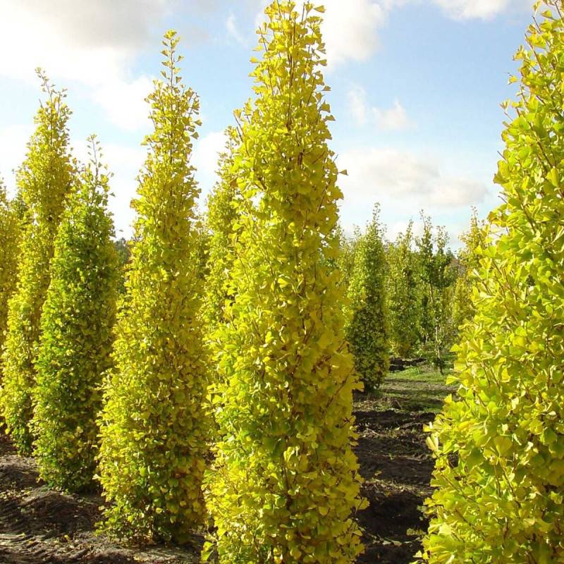 Arbre aux 40 écus Blagon®, Ginkgo - Pot de 7,5L - 60/80 cm - Image 3