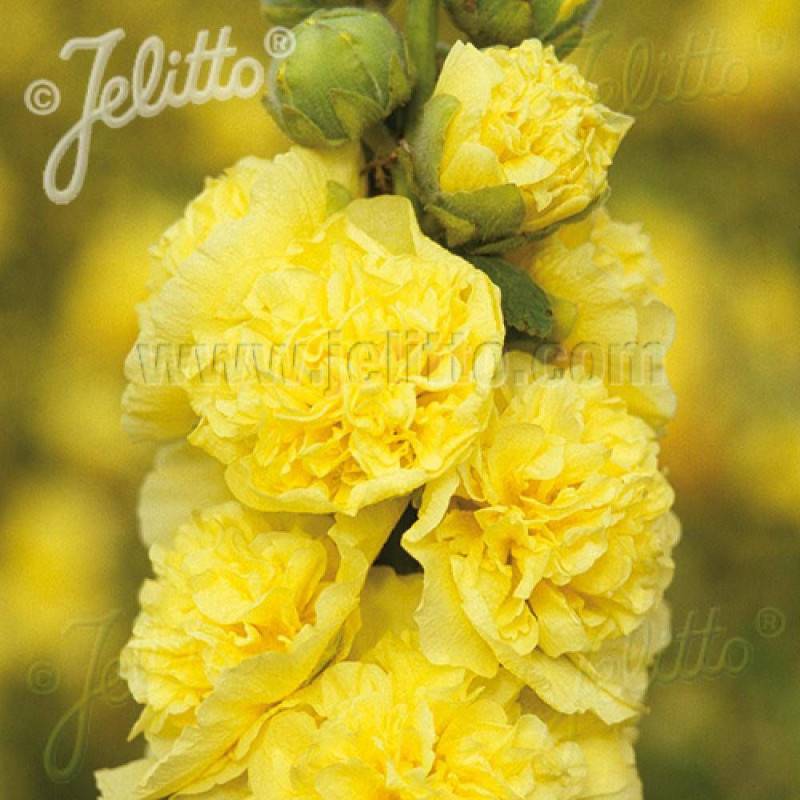 Rose trémière Chater's Double Jaune à fleurs Jaune - feuillage Caduc - Godet - 5/20 cm-  hauteur à maturité De 1,50 m à 2,00 m - Image 1