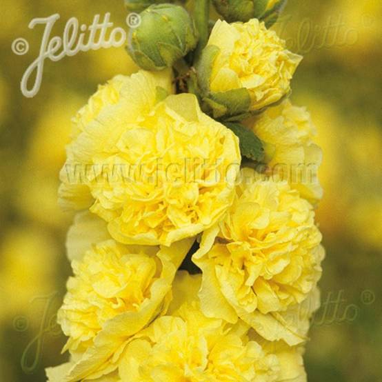 Rose trémière Chater's Double Jaune à fleurs Jaune - feuillage Caduc - Godet - 5/20 cm- hauteur à maturité De 1,50 m à 2,00 m - Image 2