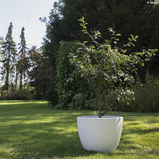 Cerisier nain Cherry Baby Pot de 2L/3L, Touffe